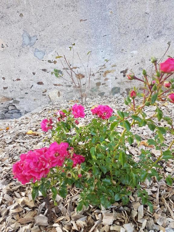 Clos Sainte Catherine Rochefort-sur-Loire Eksteriør billede